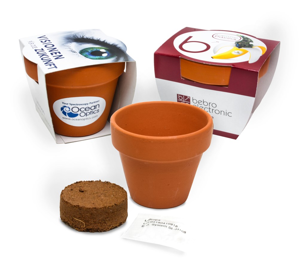 Terracotta pot, white daisy